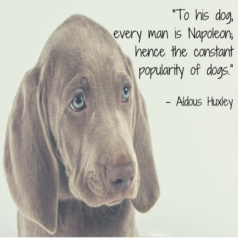 A Man And His Dog Quotes – Bokkors Marketing