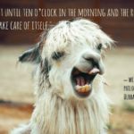 Alpaca Quotes