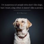 Be Like A Dog Quote