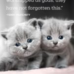 Cat Sayings And Quotes Facebook