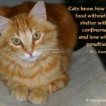 Cat Sayings And Quotes Twitter
