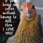 Chicken Quotes Pinterest