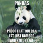 Cute Quotes About Pandas Twitter