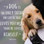 Dog Friendly Quotes