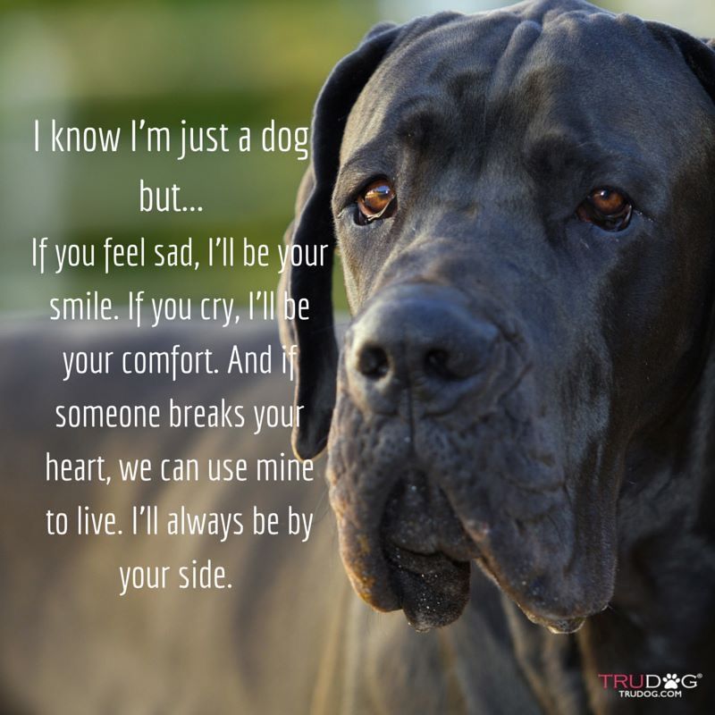 List 100+ Images my dog is my best friend quote Superb