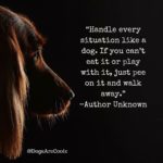 Dog Philosophy Quotes Twitter