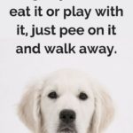 Dog Quotes Images Twitter
