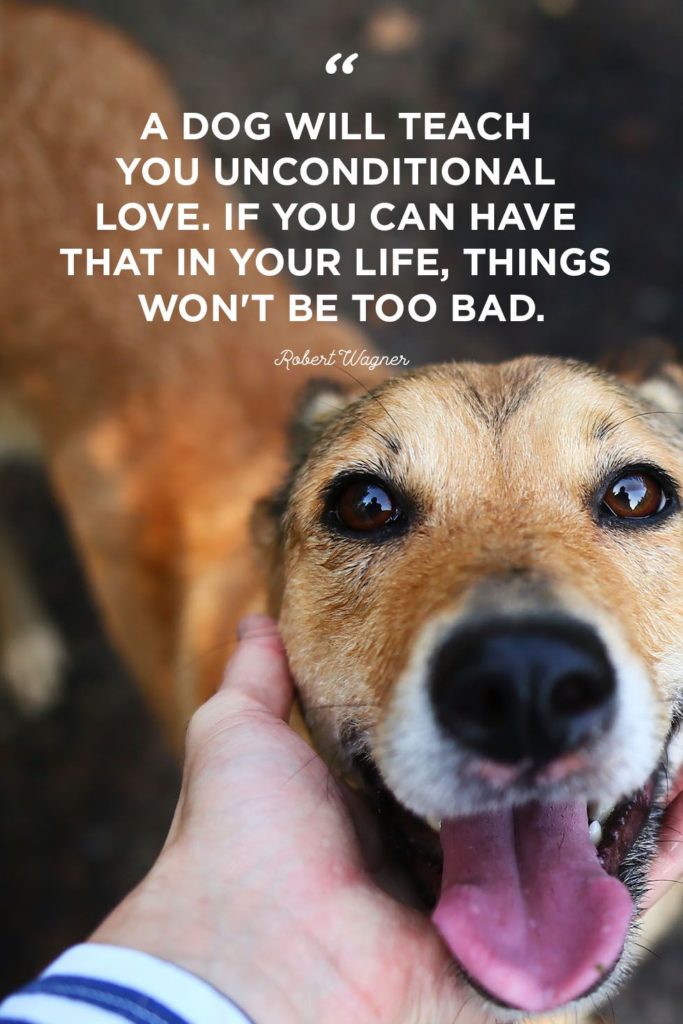 Dog Valentine Quotes Pinterest – Bokkors Marketing