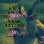 Donkey Sayings Tumblr