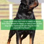 Famous Rottweiler Quotes Tumblr