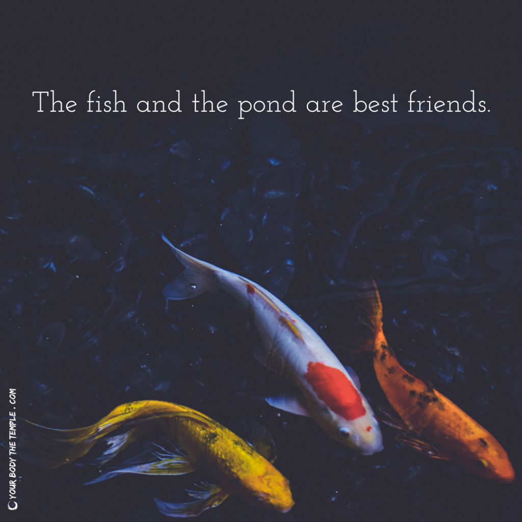 Fish Pond Quotes For Friends Tumblr Bokkors Marketing