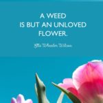 Flower Positive Quotes