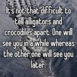 Funny Alligator Quotes Pinterest