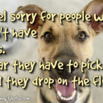 Funny Dog Sayings Facebook