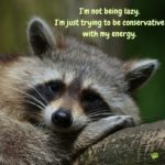 Funny Raccoon Quotes