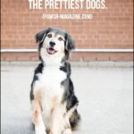 Happy Dog Quotes Tumblr
