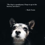 Instagram Captions About Puppies Pinterest