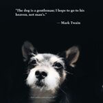 Instagram Captions For Animals