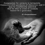 Kindness Towards Animals Quotes Facebook