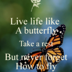 Life Like Butterfly Quotes Pinterest