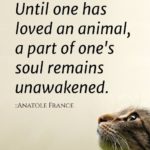Love For Pet Quotes Facebook
