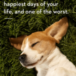 Meaningful Dog Quotes Tumblr