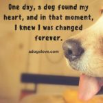 My Dog Changed My Life Quotes