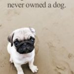 Pug Dog Love Quotes Facebook
