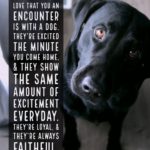 Quotes About A Dog’s Love Pinterest