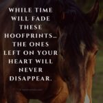 Quotes About Losing A Horse Tumblr