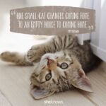 Quotes On Cat Love Facebook