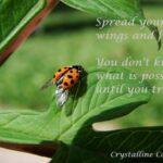 Short Ladybug Quotes Pinterest
