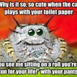 Spider Captions