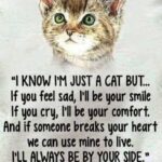 Sweet Cat Quotes Tumblr