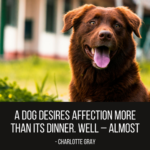 Sweet Quotes About Dogs Twitter