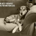Therapy Dog Quotes Tumblr